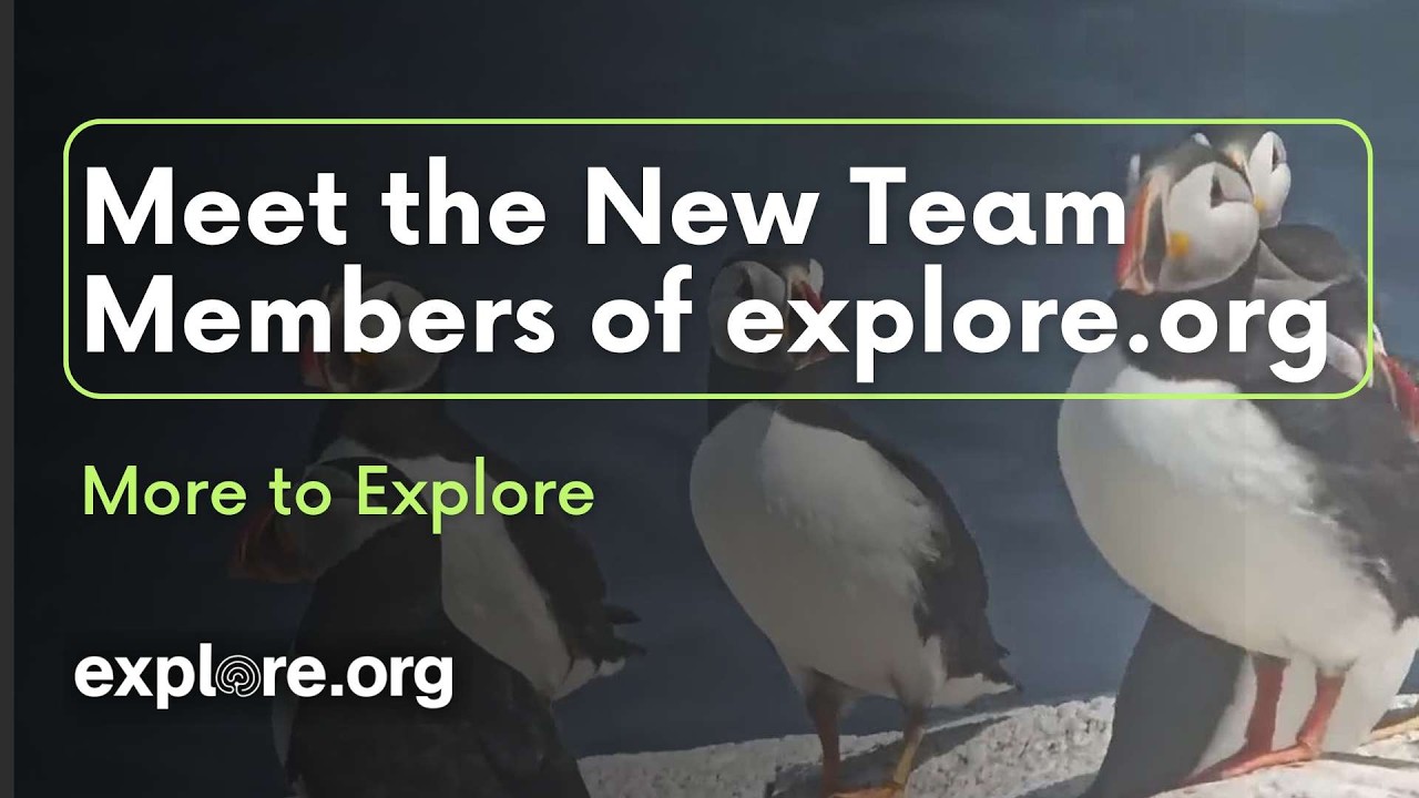 Meet the New Team Members of explore.org | More to Explore
