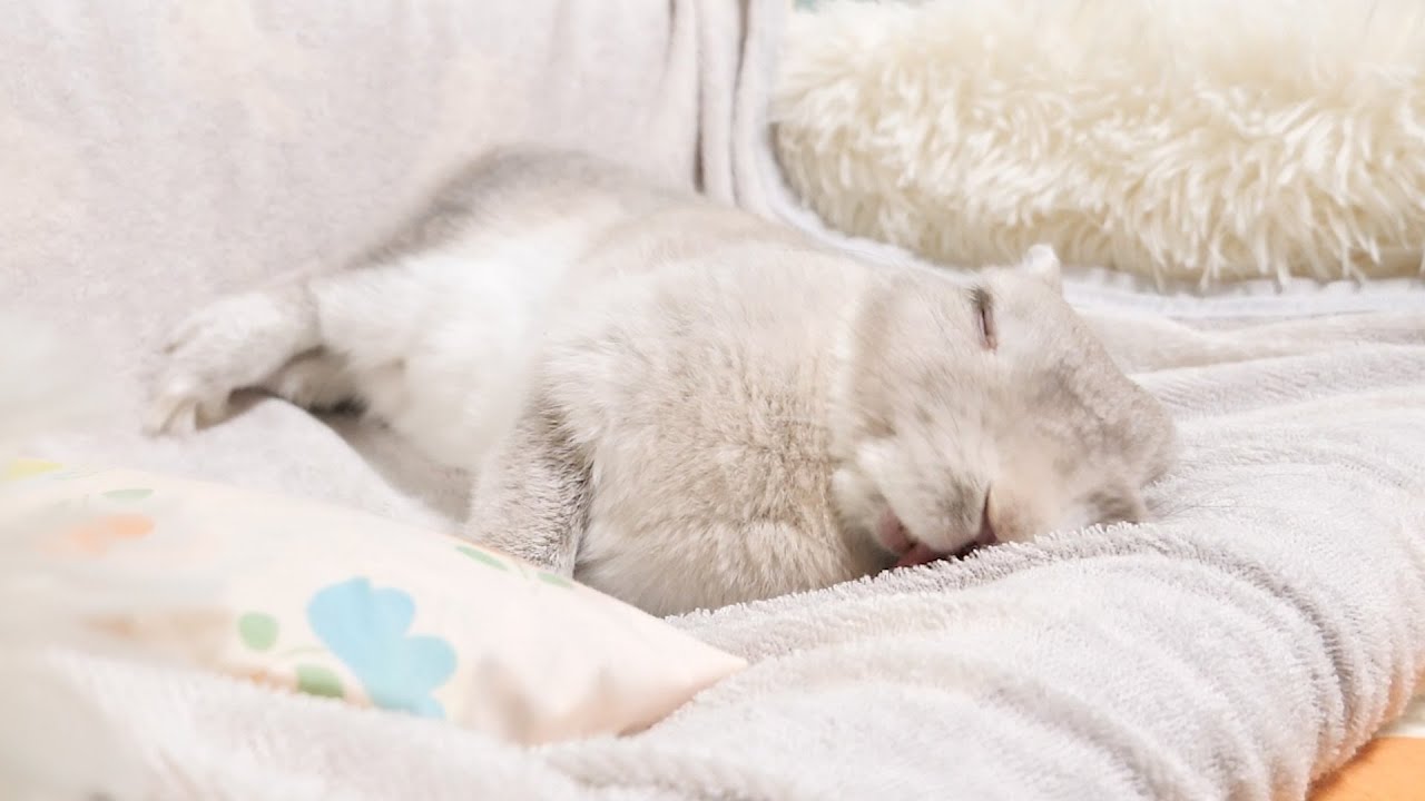 ペットヒーターの温度加減が最高すぎて寝転がったとたん極楽に到達するうさぎさん