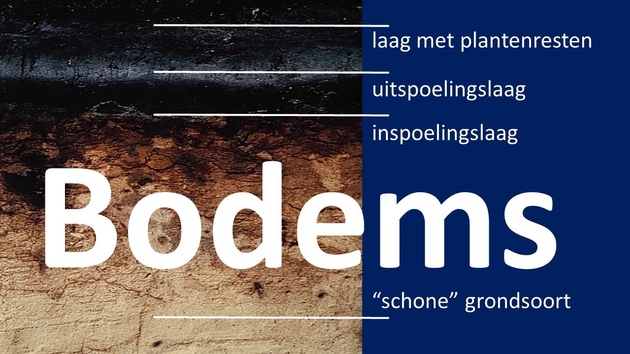 Bodems