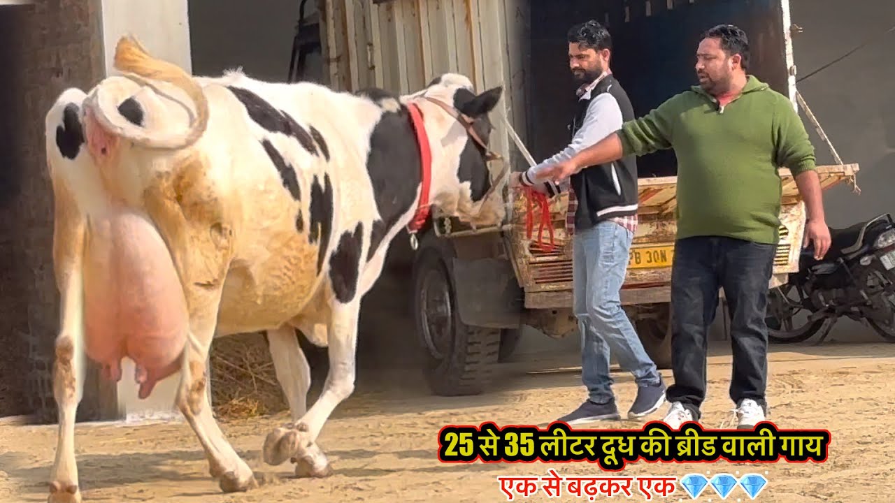 25 से 35 लीटर दूध की ब्रीड वाली गाय ॥ रेट प्रधान जी से जानते हैं #cow  #rajusirsa 