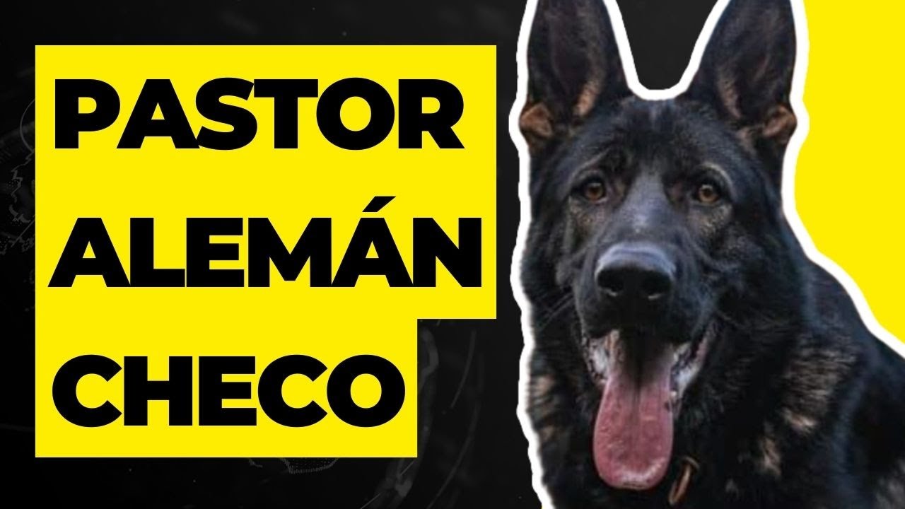 EL PASTOR ALEMÁN CHECO: UNA RAZA VERSÁTIL Y PODEROSA