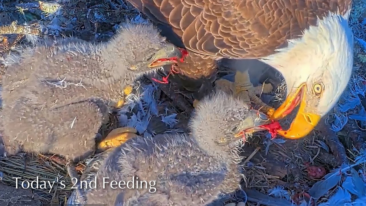 #220🦅NE32🐥24° & NE33🐥22°／NEFL 2025-2026／Gabby💗Beau／by American Eagle Foundation