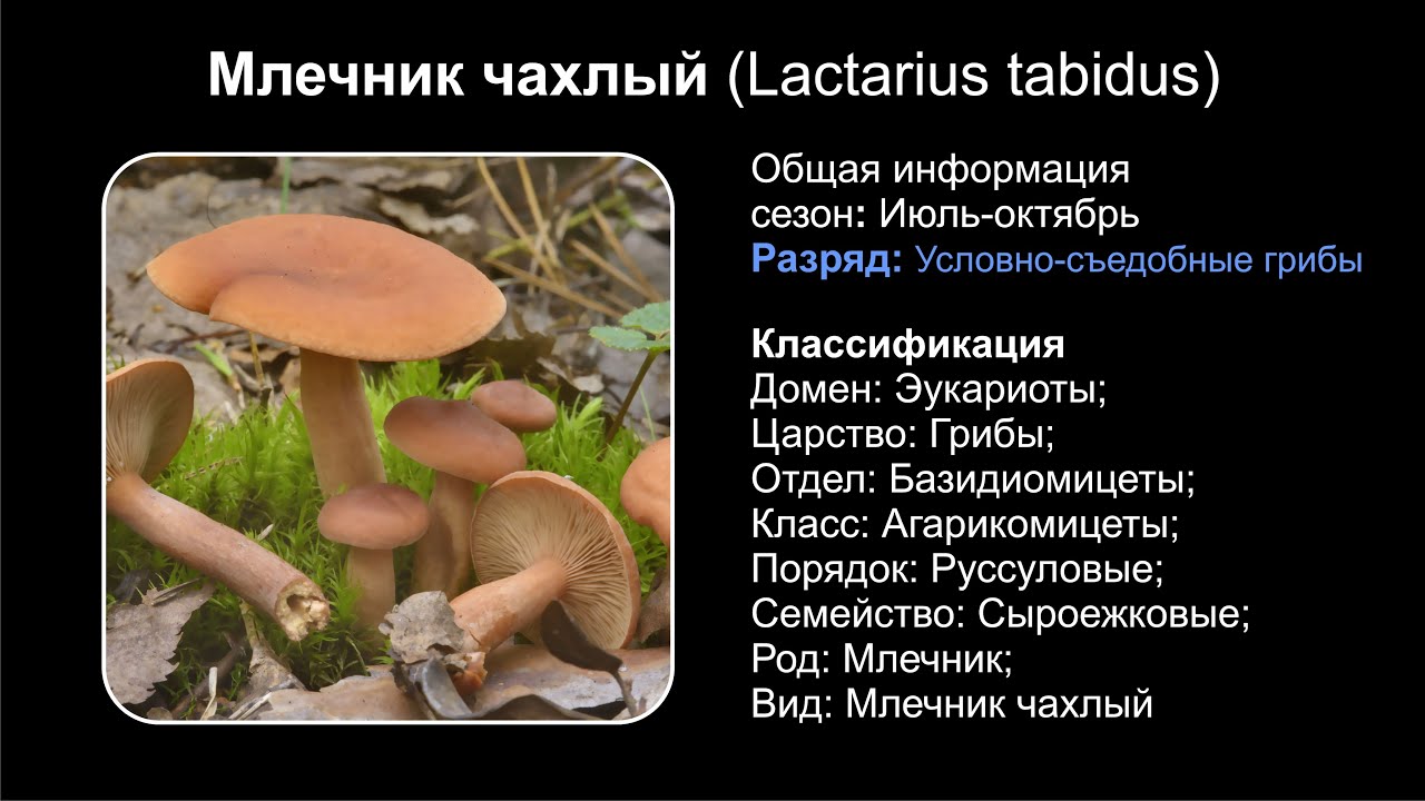 Млечник чахлый (Lactarius tabidus)
