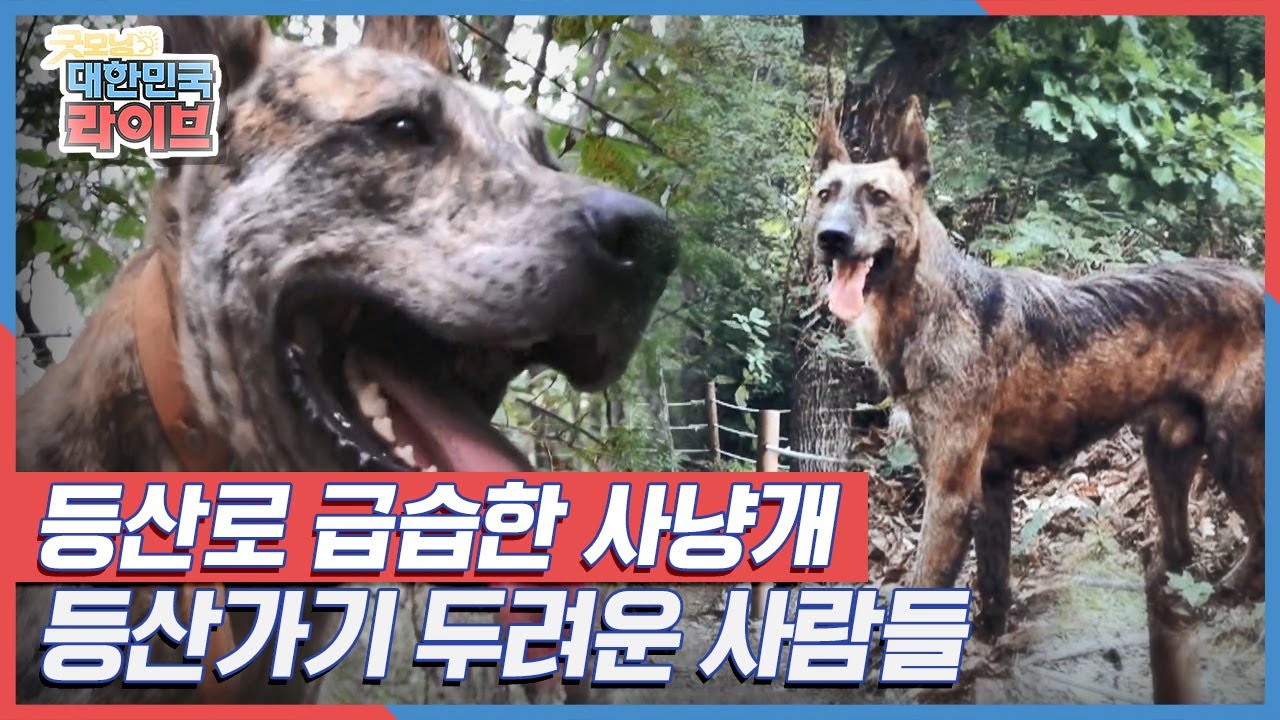 등산로 급습한 사냥개, 도대체 왜? KBS 210927 방송