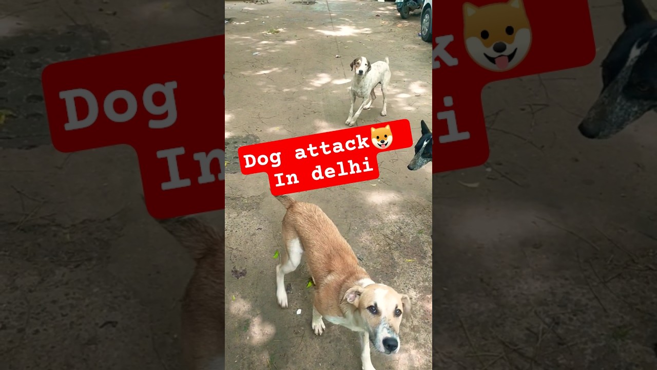 Ramjas Ke Kuttey | Streat Dog Attack In Delhi 2025 Street Dog Bite in Delhi Rabies by Street Dogs 🐕🐶