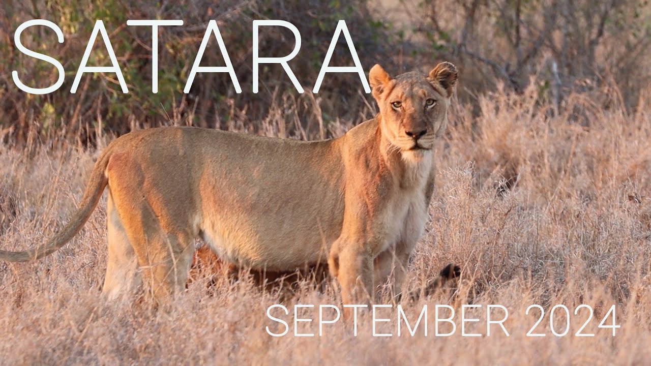 SATARA IN SEPTEMBER - Kruger National Park