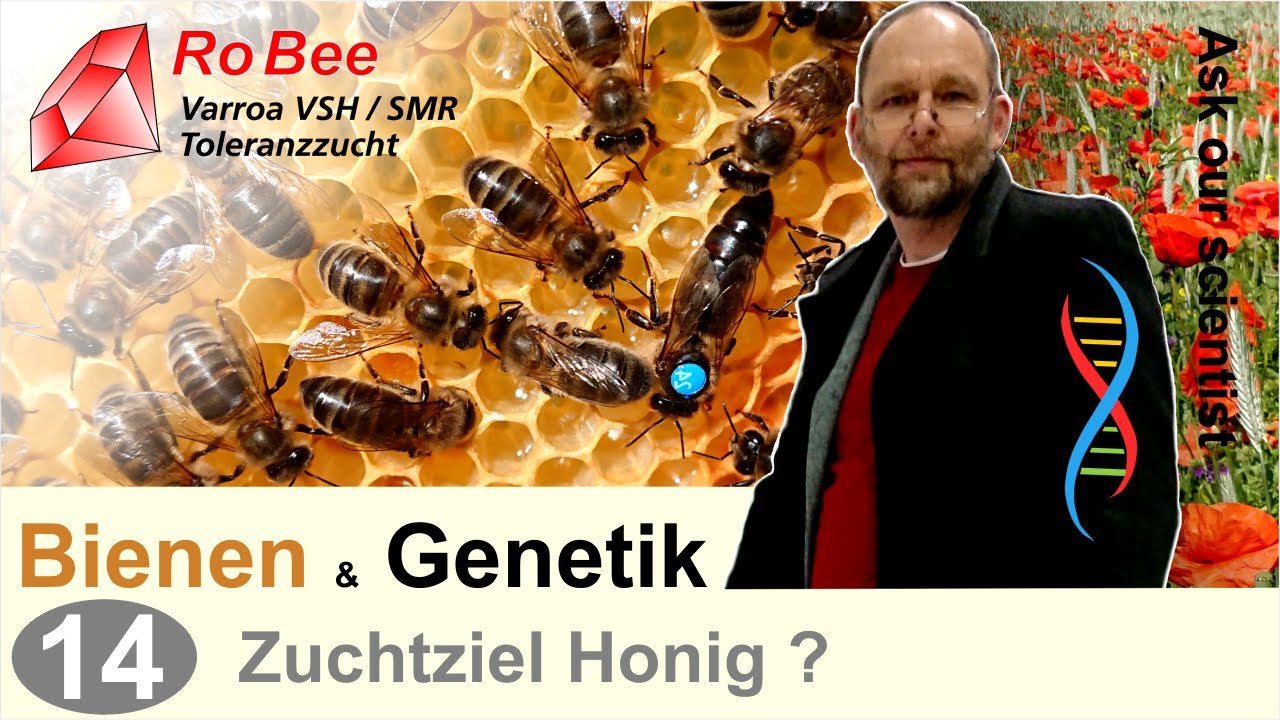 14) Bienen & Genetik, Körung der Königin- Zuchtauswahl von Bienenvölkern nach RoBee