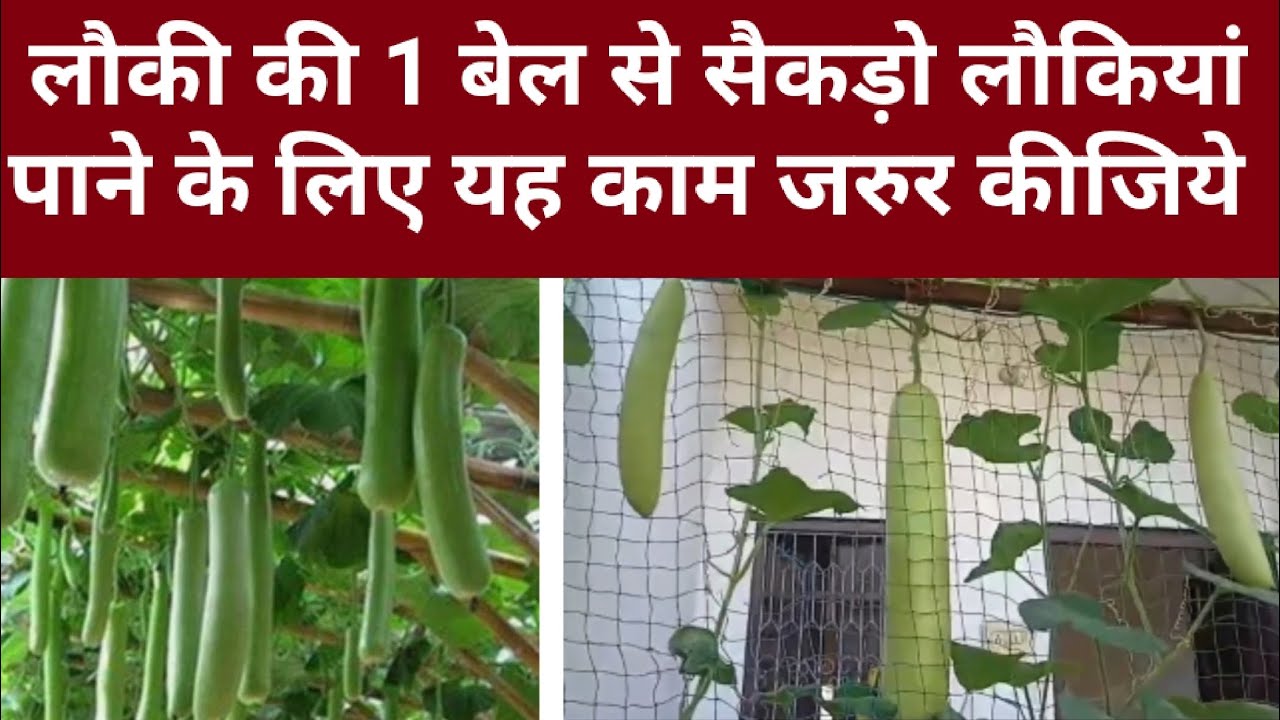 लौकी की 1 बेल से सैकड़ो लौकी पाने के लिए आज ही करें यह काम। तोड़ते तोड़ते थक जाओगे। #fertilize 