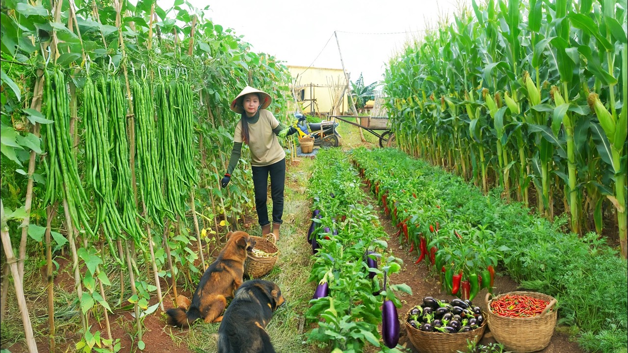 Harvest: Green Beans, Sticky Corn, Kale, Chili, Mugwort To Sell At The Market, Daily Life On My Farm