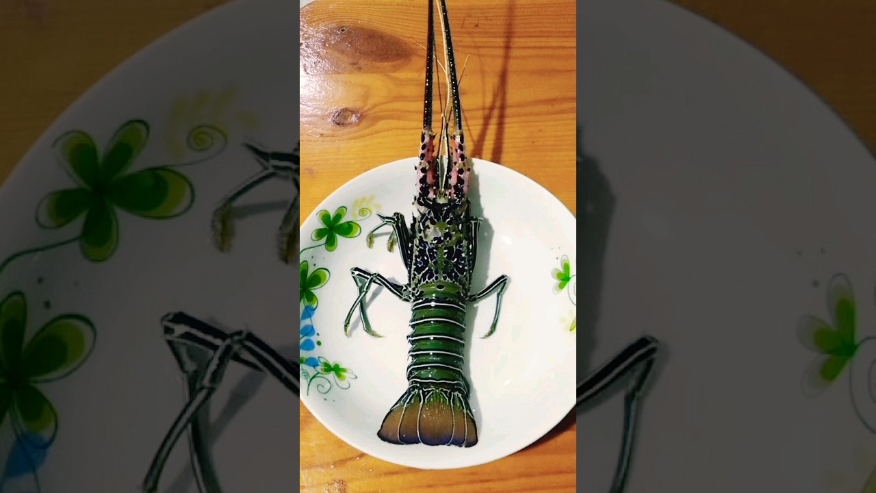 lobster | udang kara segar #shorts