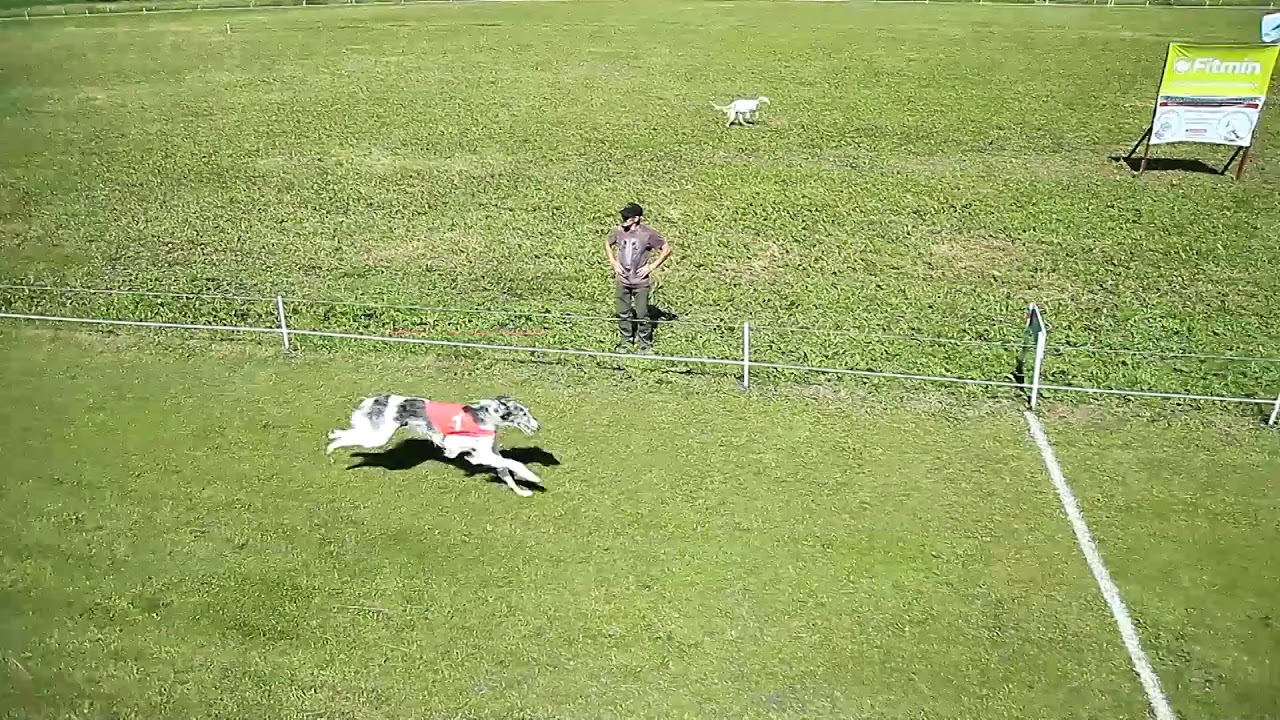 Saluki and Borzoi racing. International Championship, CACIL 22.07.2018.