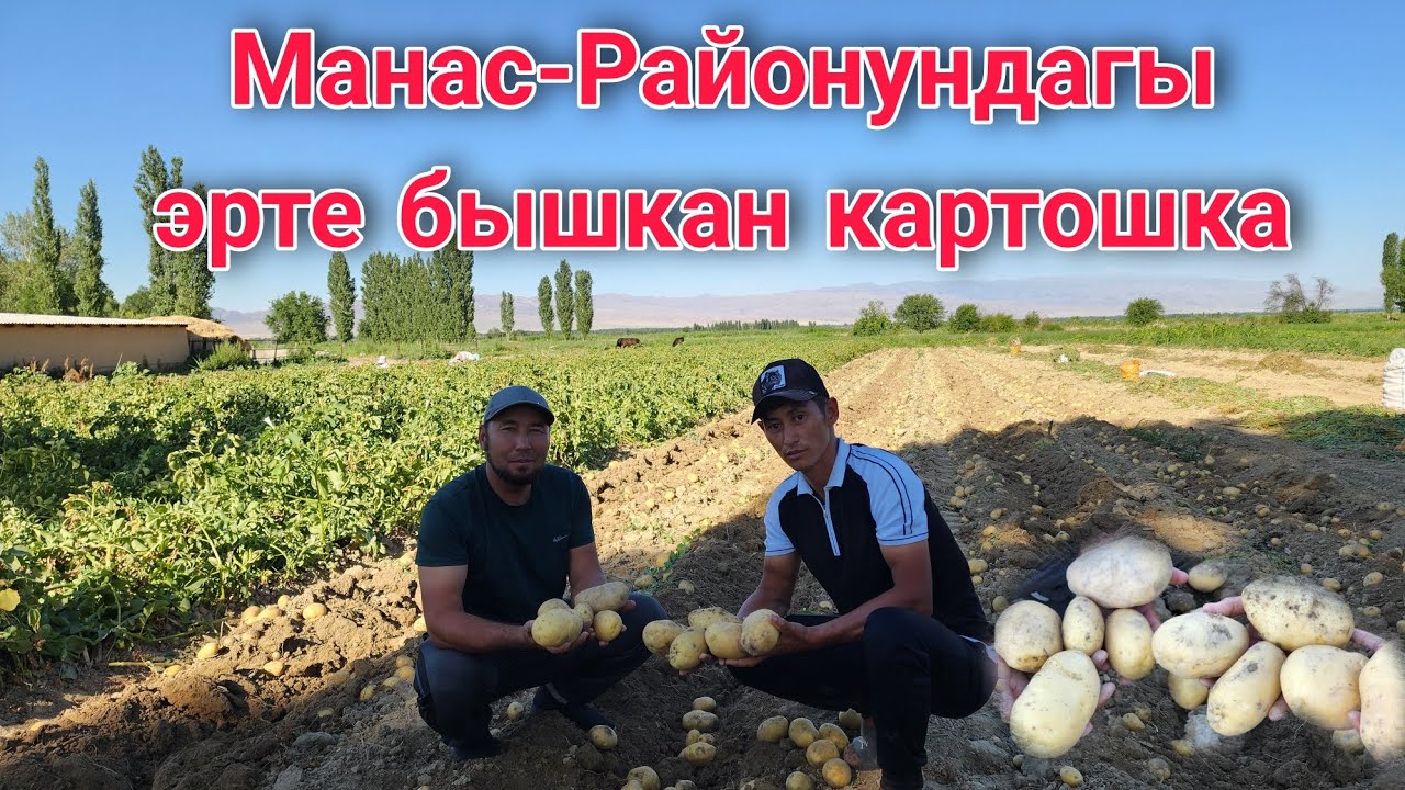 Манас-Районундагы эрте бышкан картошка 🥔🥔🥔