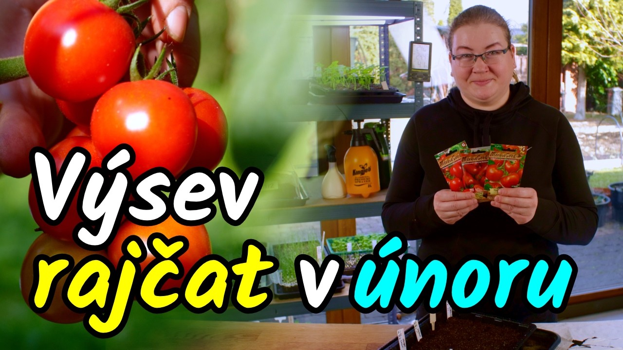 👩‍🌾Výsev rajčat v únoru vás může mrzet pokud nesplníte tyto 3 věci
