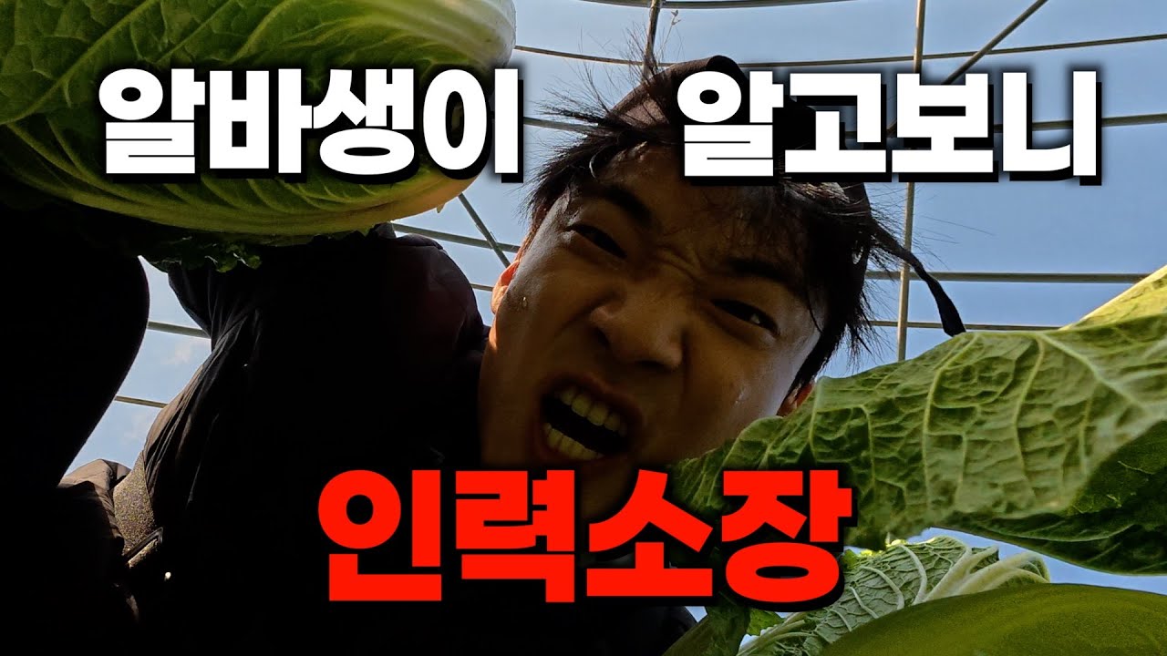 인력 소장이 알바생인 척 배추밭에 일하러 가니 생긴 일