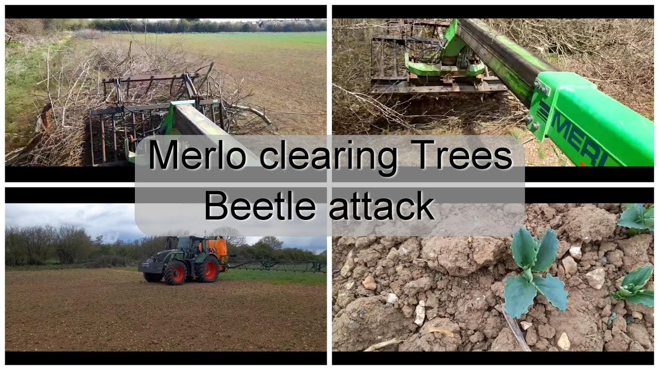 Merlo clearing up trees & Killing bugs on the beans