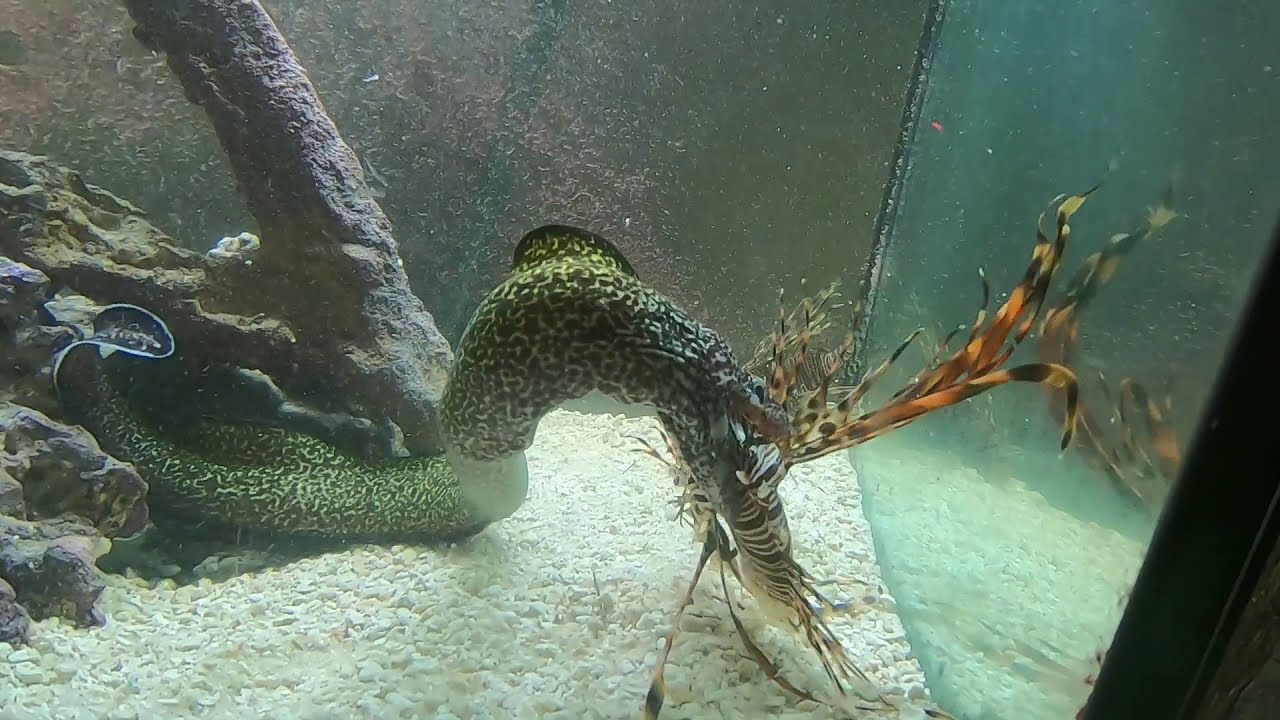 Savage the Speckled Moray Eel eats Lionfish for breakfast