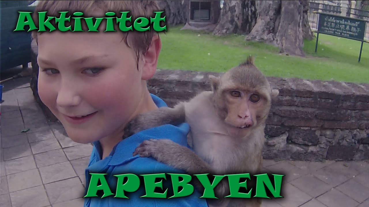 Apebyen i dagens AKTIVITET fra Thailand
