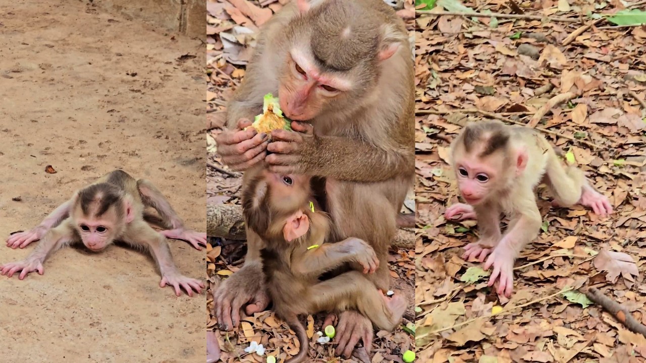 Best video of lovely Levy gets teaching to walk step by step.