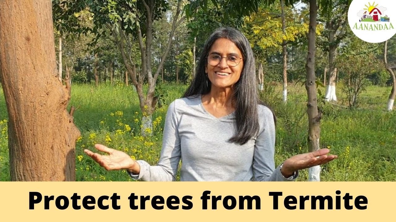 Quick Permaculture Tip - Protect your Trees from Termite
