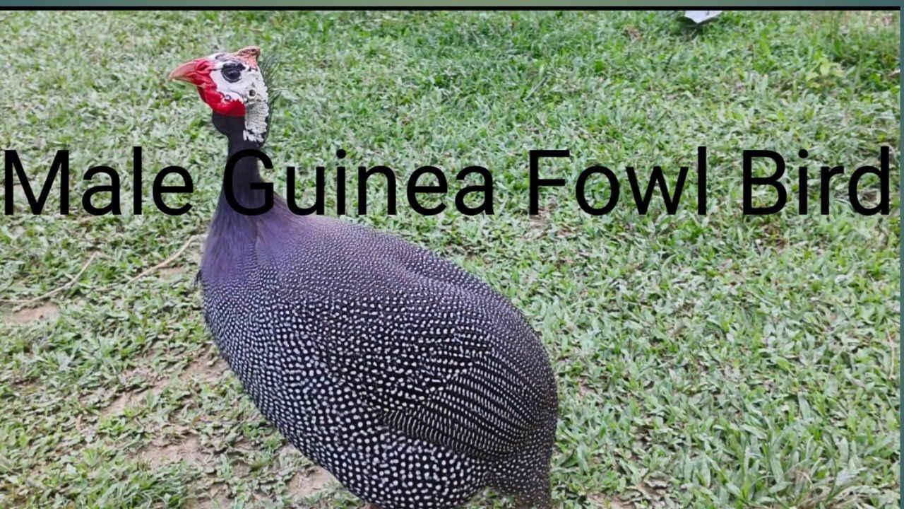 Male Guinea Fowl Bird  Assam ❤️❤️
