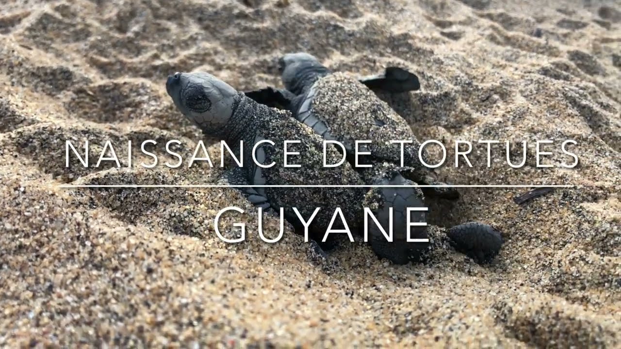 LA GUYANE EN FAMILLE #19 - Naissance des tortues marines.