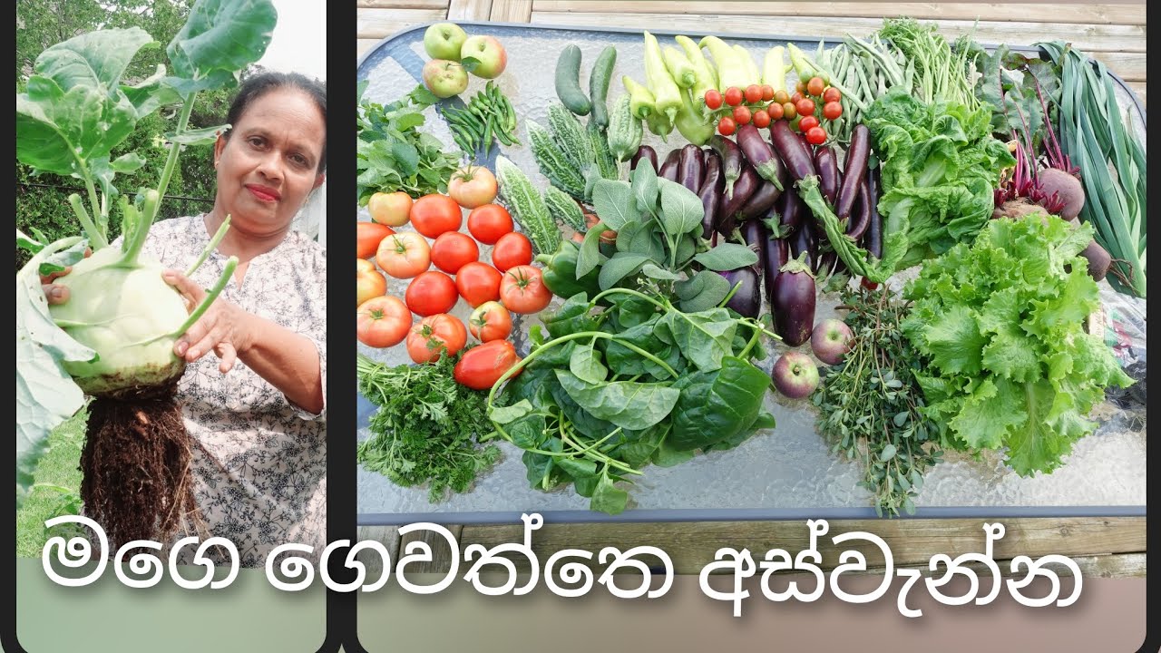 එන්න අපි ඵලදාව නෙලමු. මගේ සරුසාර කාබනික වගාව. My Summer Harvest 2023