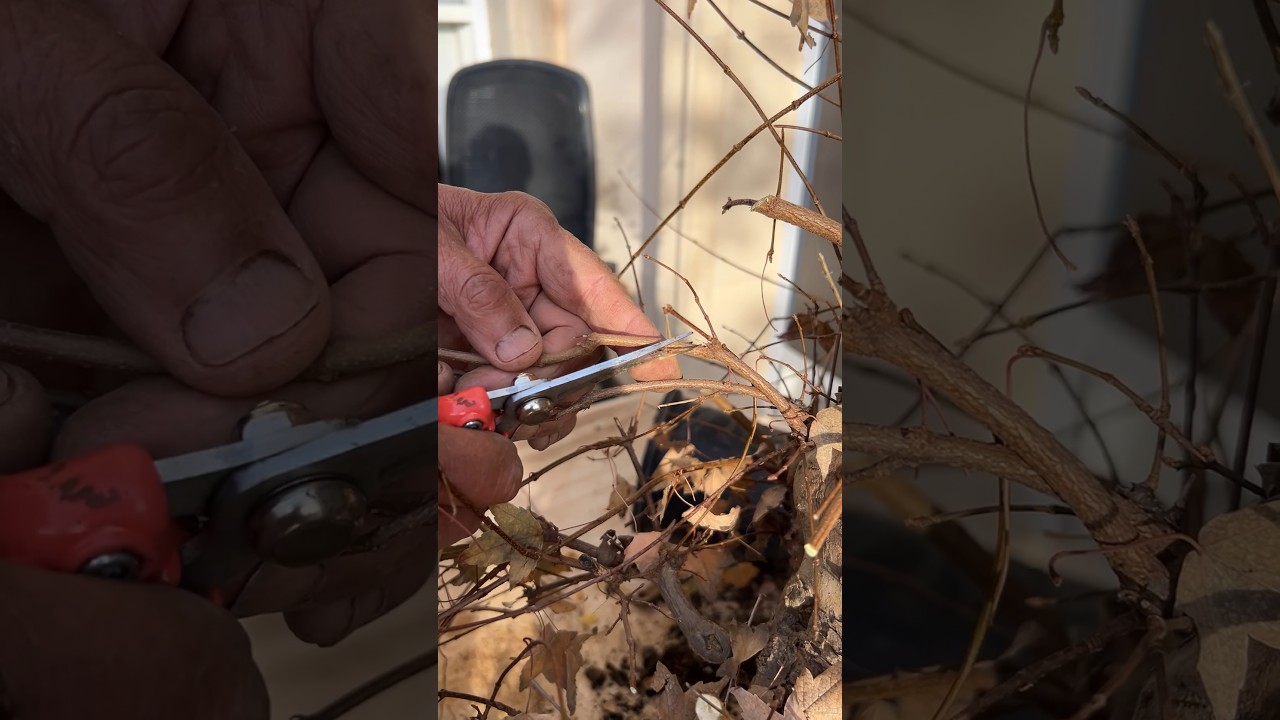Training Your Bonsai: Cutting Buds #bonsai #bonsaitree #gardening #plants #tips #shorts