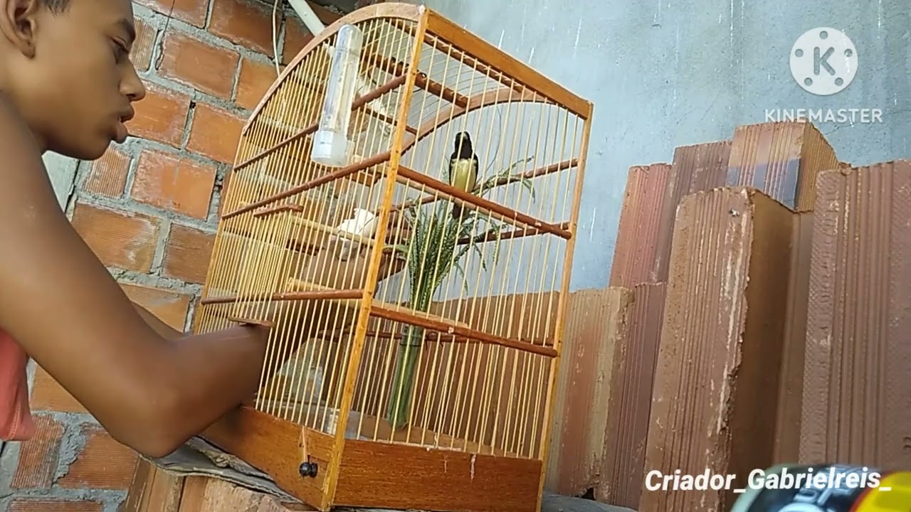 Limpando a Gaiola do Papa capim, Grau completo na Gaiola!