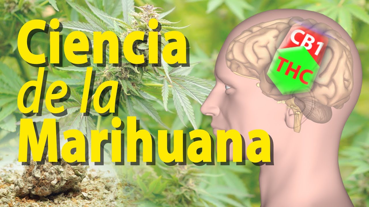 Efectos de la Marihuana sobre el Cerebro, Animaci&oacute;n. Alila Medical Media Espa&ntilde;ol.