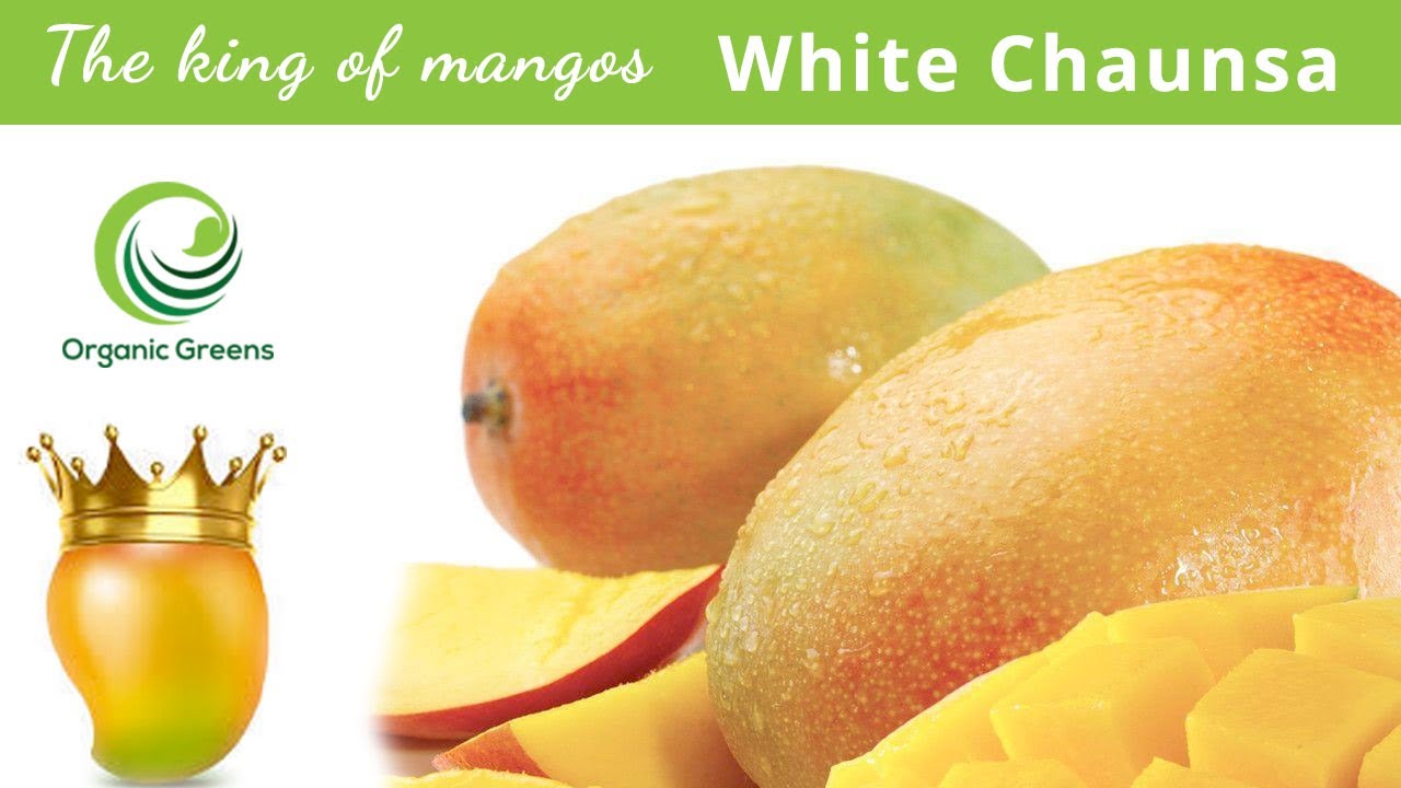 The King of Mango White Chaunsa   | By Organic Greens