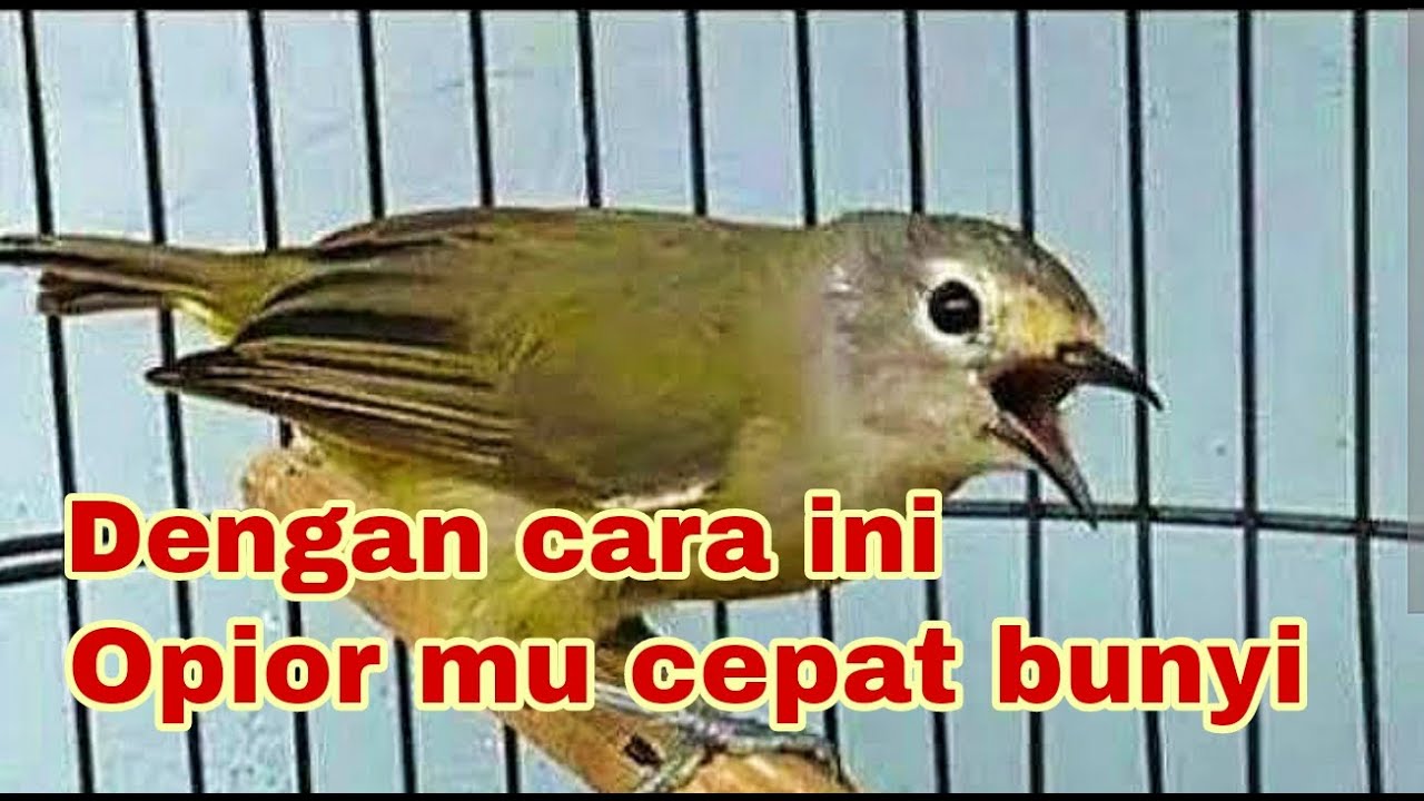 Cara merawat burung opior jawa dari ombyokan