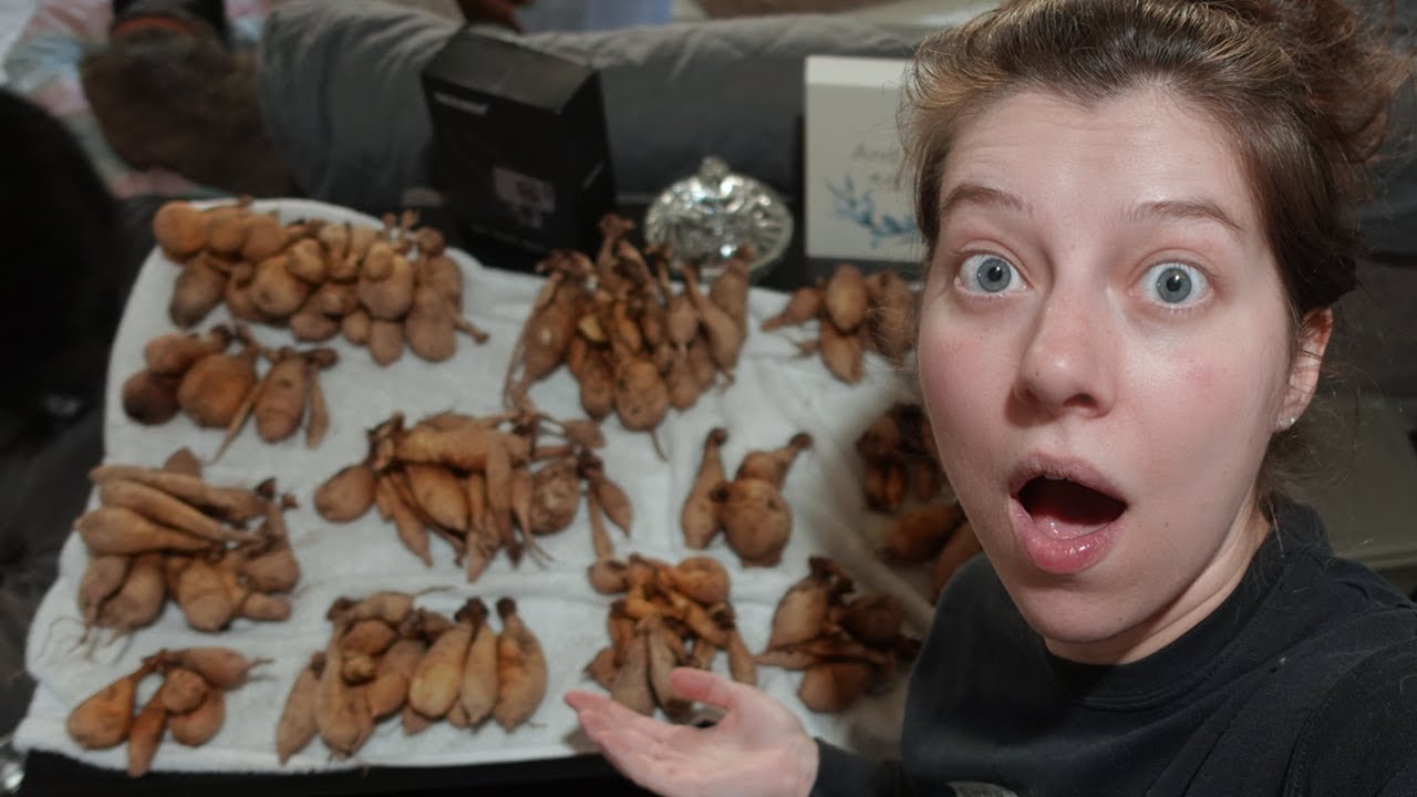 Dividing Hundreds of Dahlia Tubers! | February 2025 Vlog | Ohcluck