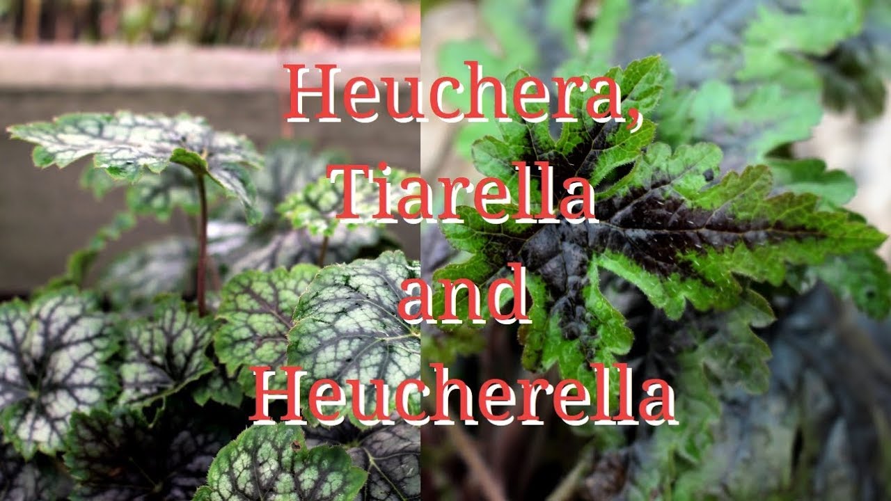 Heuchera, Tiarella and Heucherella (and propagation)