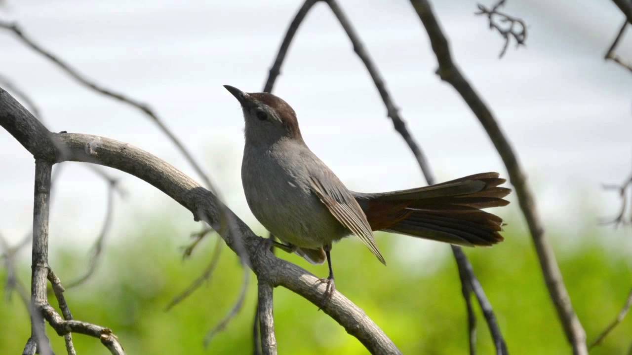 【12時間BGM】小鳥のさえずり 勉強、睡眠、作業用/12 Hours Birdsong, Sleep, Relaxation, Meditation