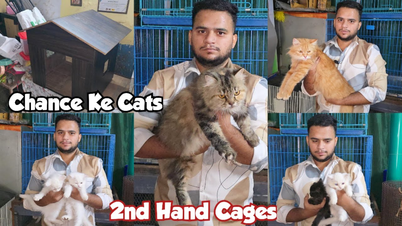 Chance Ke Cute Persian Kittens & Pregnant Cats Available @ SN Cattery Azampura | Hyderabad #kittens