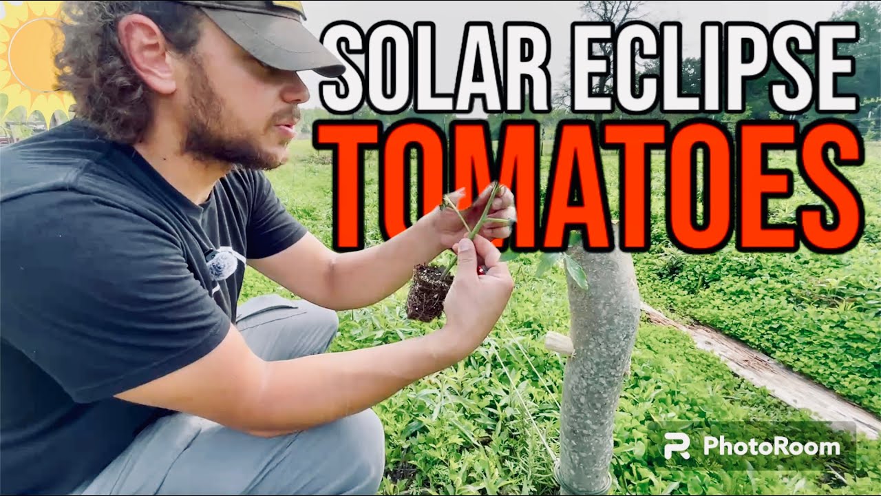 THIS IS WHY I GROW CLOVER in the GARDEN // Full Solar Eclipse