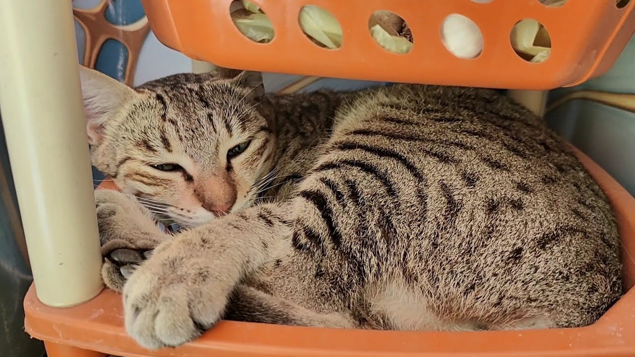 Meow kidhar soyi hai 😻 / new cat video / funny cat video #cat #catvideos #cutecat #trending #viral 