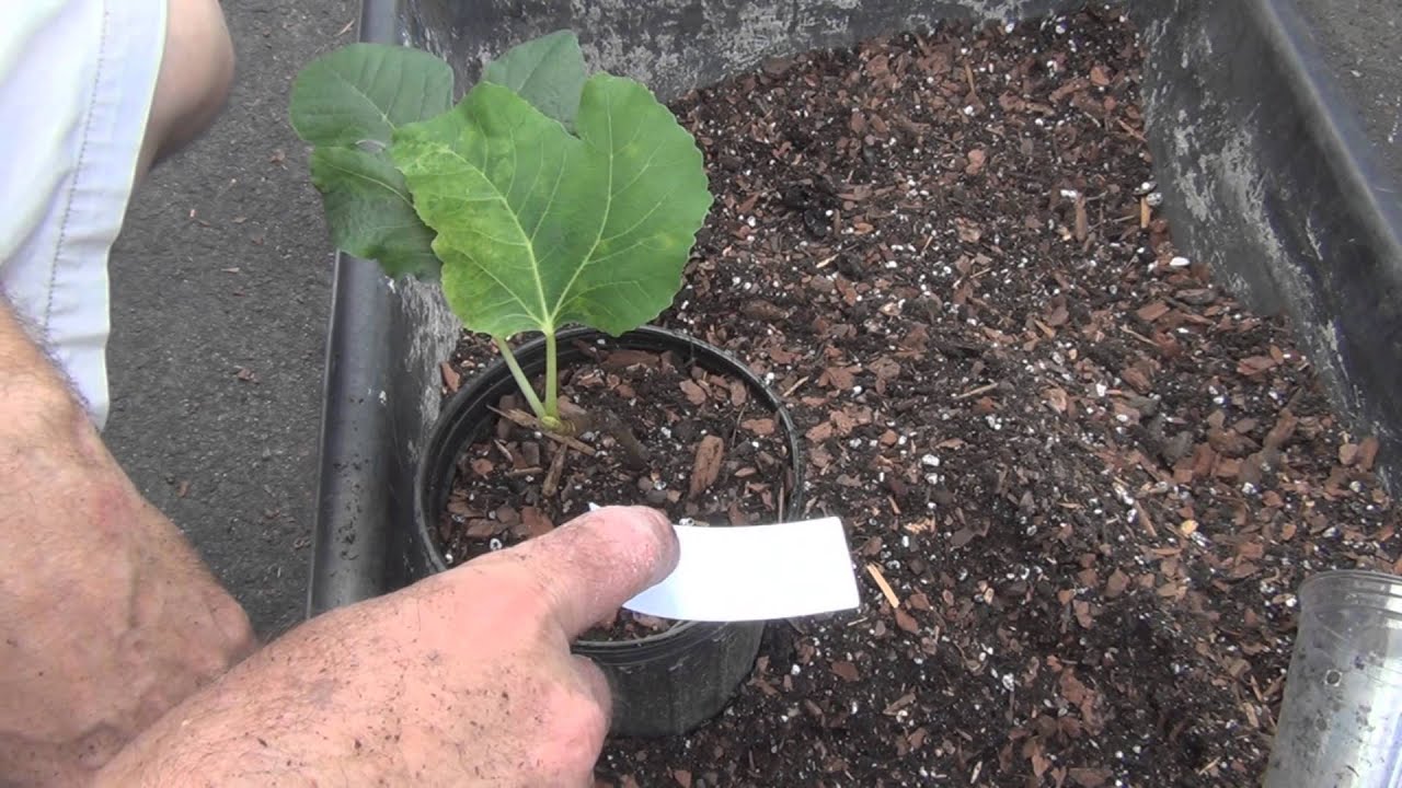 Transplanting Fig Tree Cuttings