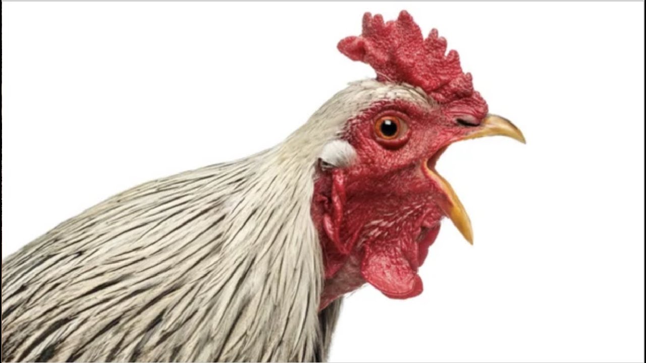 this bird is a wanted criminal