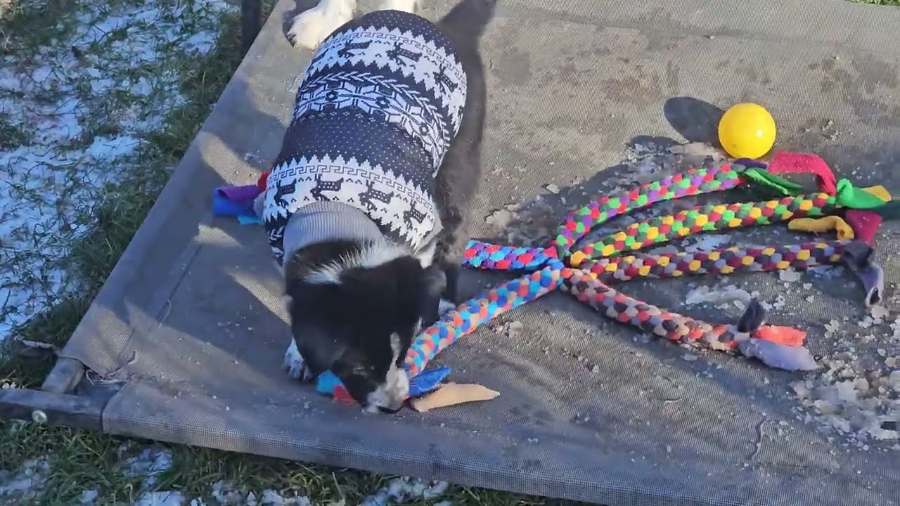 Quince Tree N-Wurf: Im Sonnenschein (2) ☀️