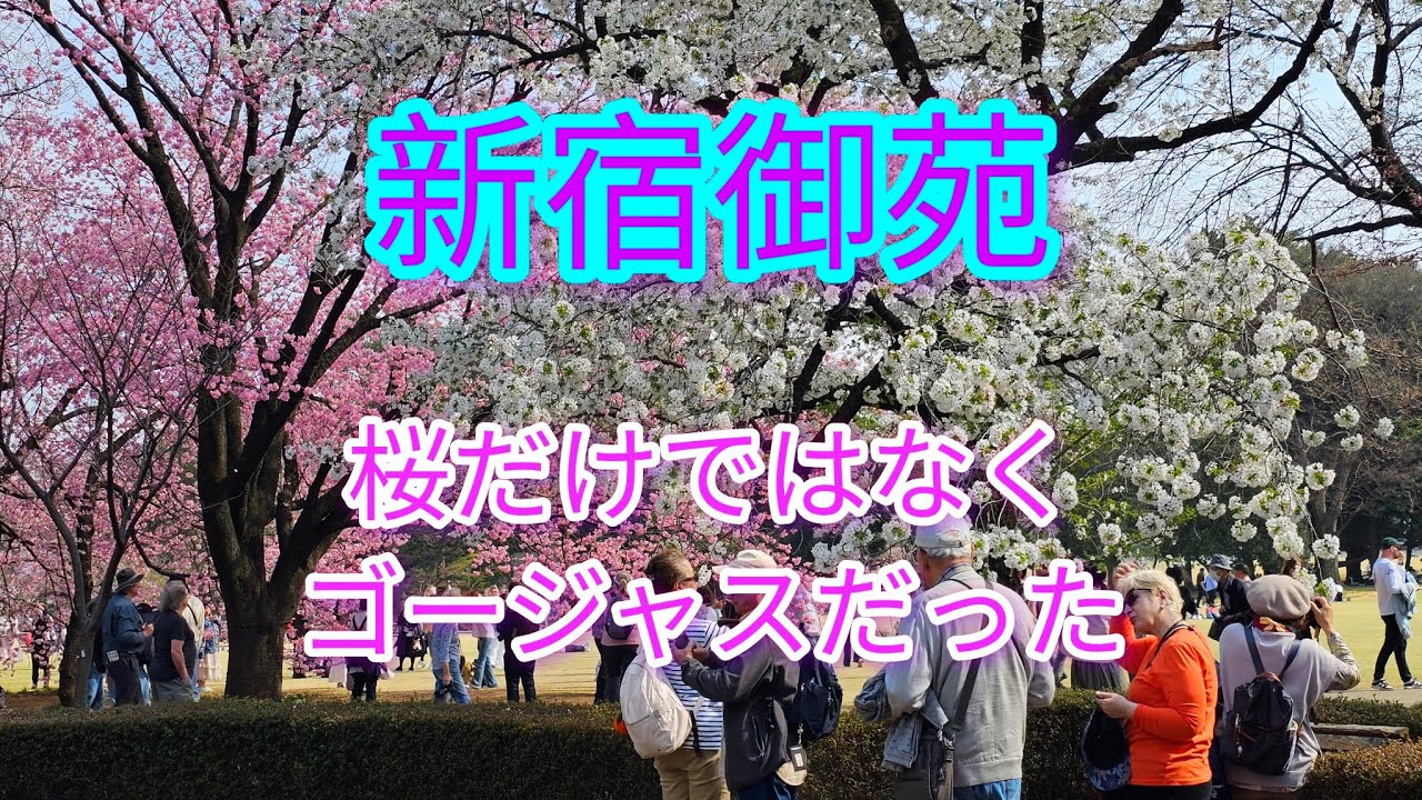 #新宿御苑　で、#桜　を観てきました！ Ｉ enjoyed cherryblossoms  at Shinjukugyoen.