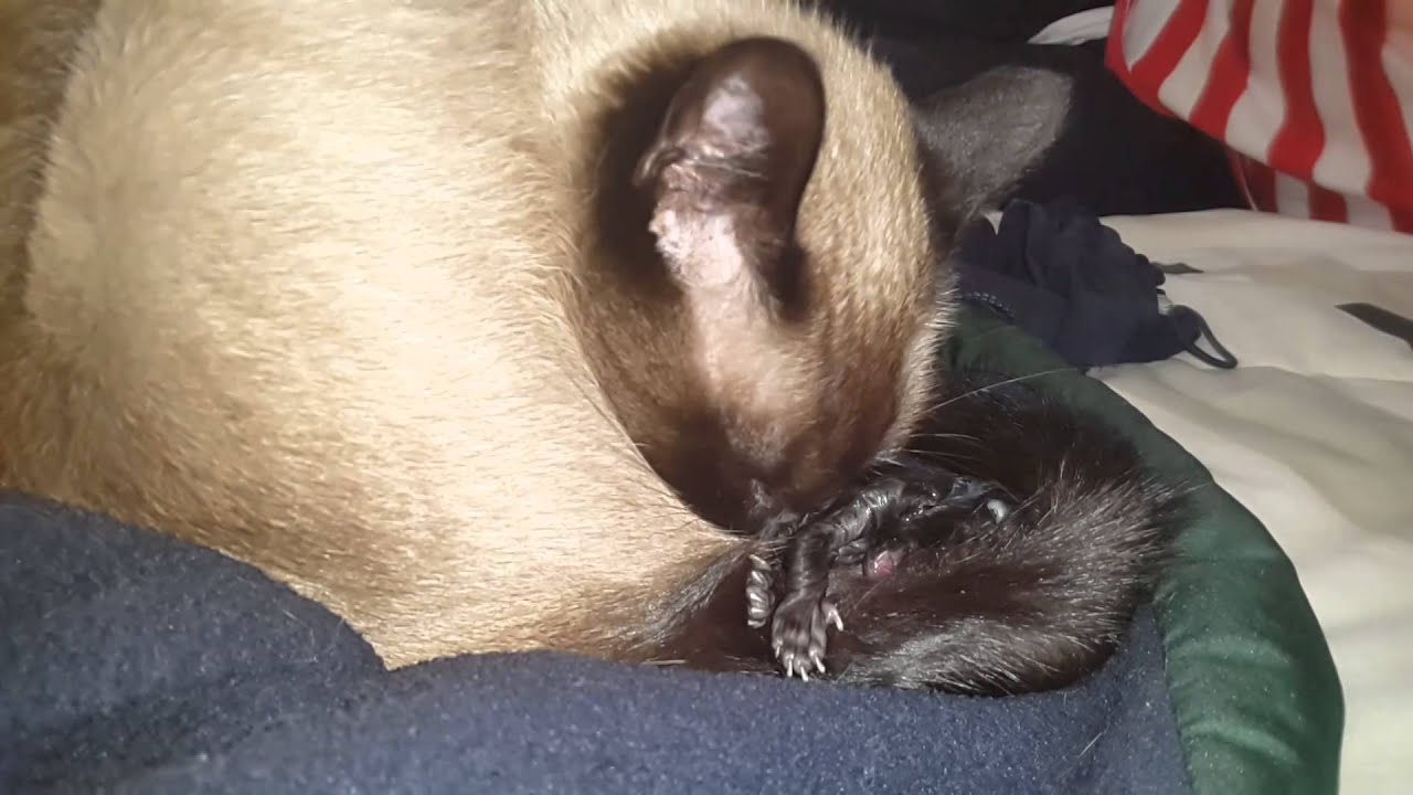 Como nace un gatito
