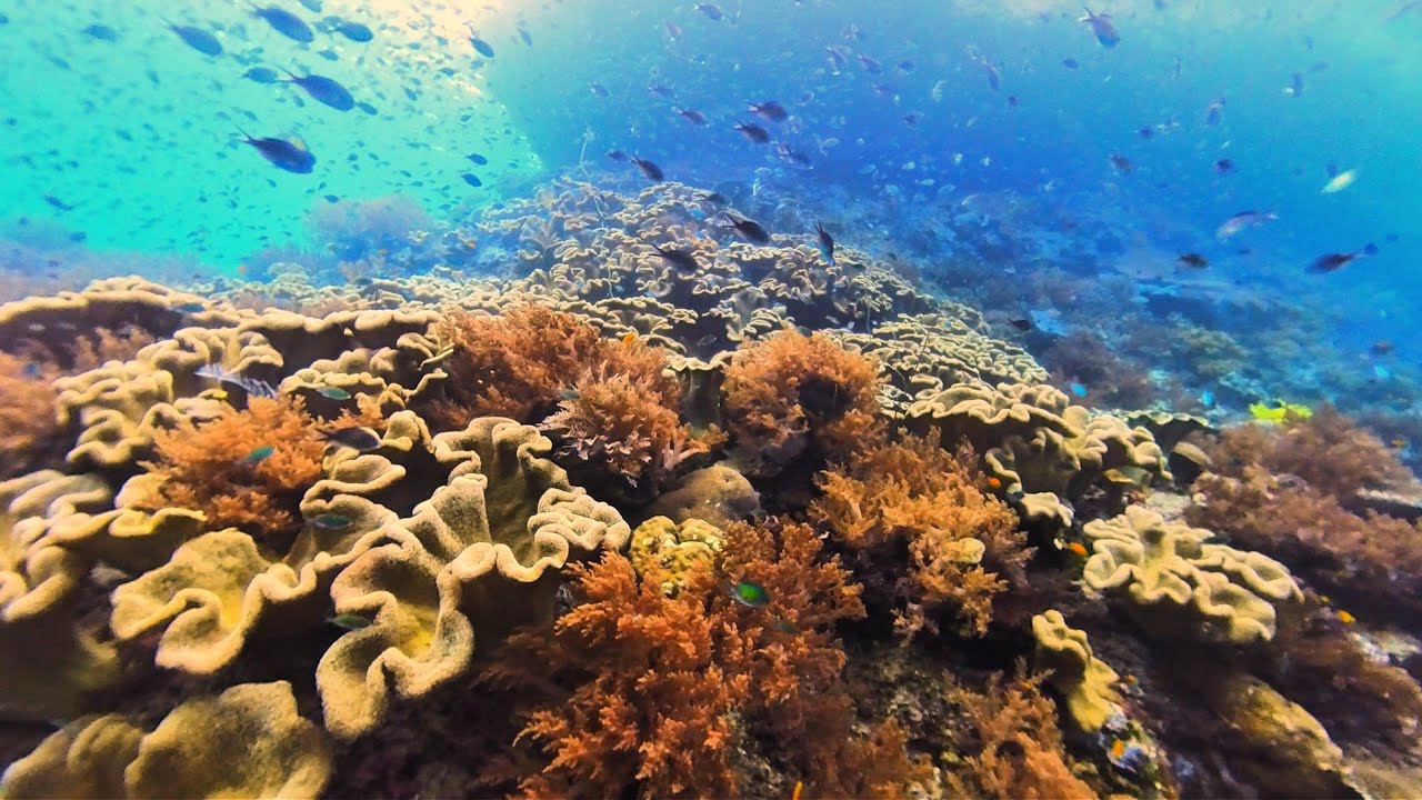 Raja Ampat Adventure 2025: Day 5 (Melissa's Garden, Keruo Channel, and Piaynemo)