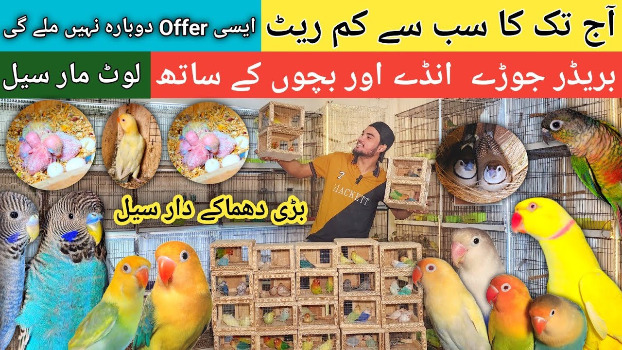 Bohot Kam Rate Pa Deals | Breeder Pairs With Chicks | Lovebirds, BigBirds, Exotic Finches #birds 