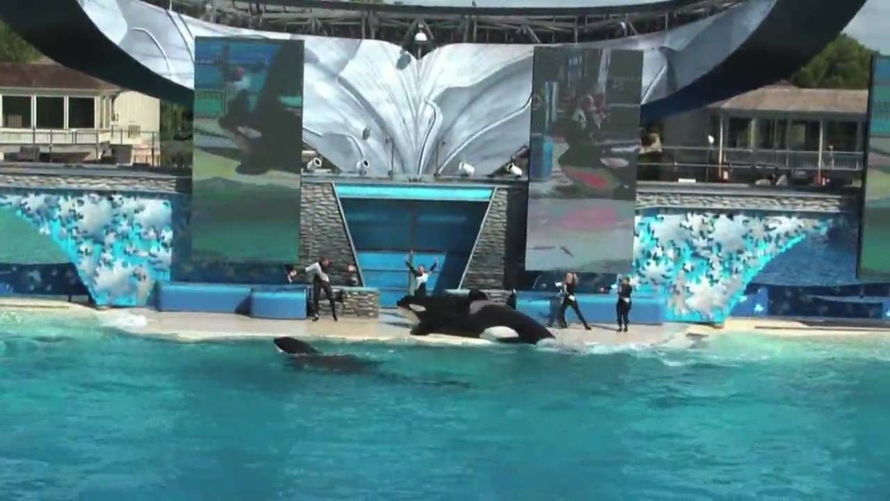 Sea World Shamu Show HD