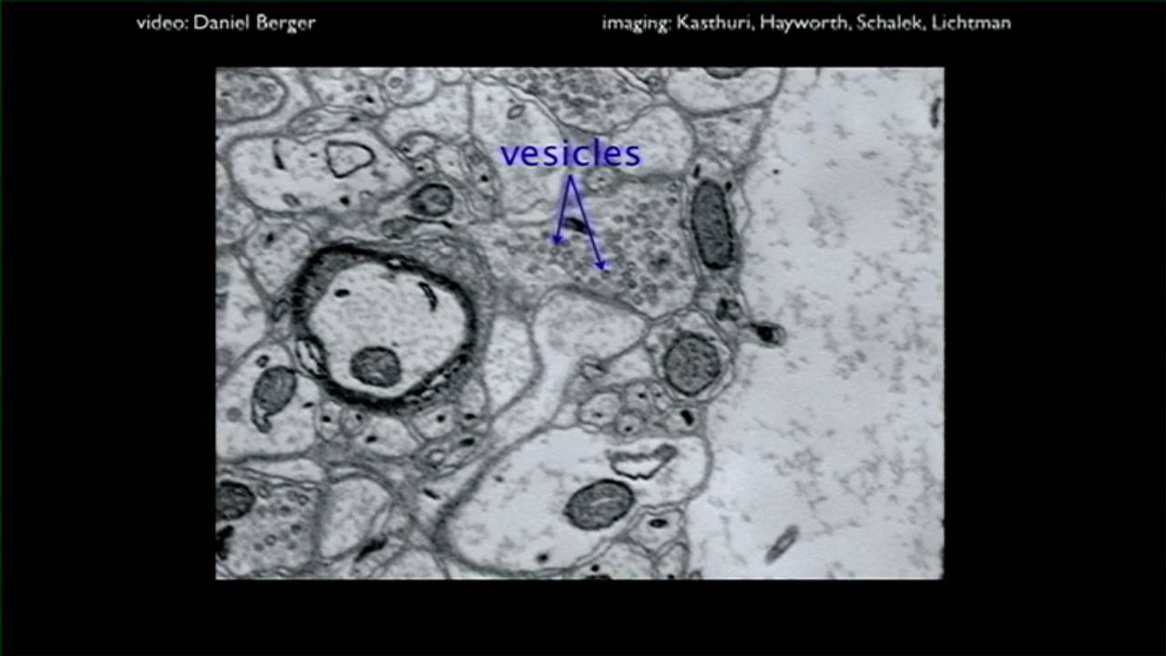 H. Sebastian Seung: Коннектомика
