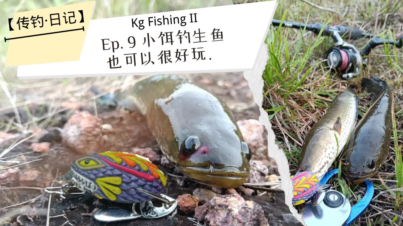 【传钓·日记】Ep.9 | Kg Fishing 小饵钓生鱼也可以很好玩。