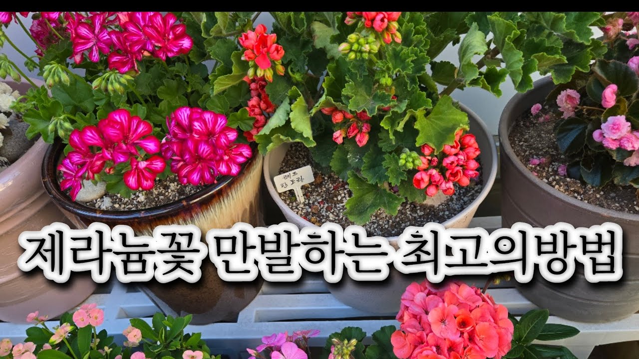 제라늄 꽃 잔치 만들기 비법