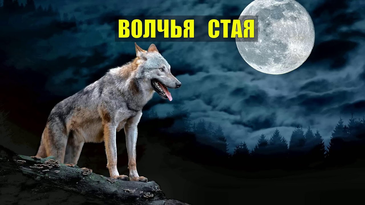 ИСТОРИИ из ЖИЗНИ РАССКАЗЫ ЛЕСНИКА ЖИЗНЬ МЕДВЕДИ ВОЛКИ в ЛЕСУ СЕРИАЛ ВСЕ СЕРИИ