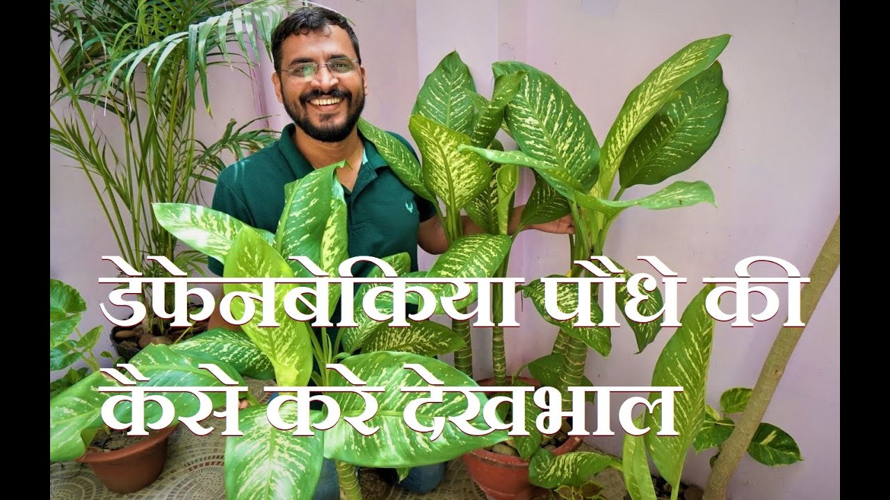 Dieffenbachia Plant Care || डेफेनबेकिया पौधे की कैसे करे देखभाल?